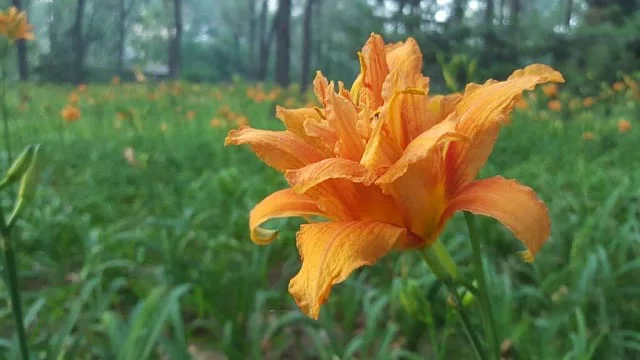 focus-image-fleur
